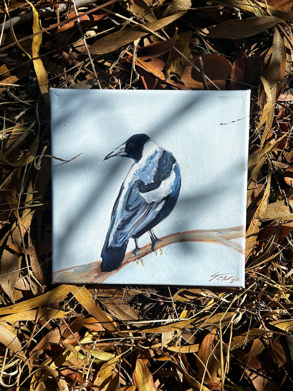 Hand Painted Magpie on Canvas - Teresa Hope