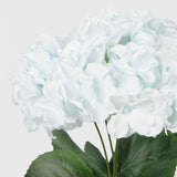 Hydrangea Bundle 5 Stems Baby Blue 33cm
