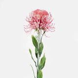 PINCUSHION HONEYSUCKLE STEM - DUSTY PINK