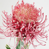 PINCUSHION HONEYSUCKLE STEM - DUSTY PINK