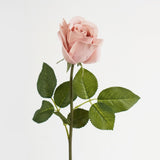 PIXIE ROSE LONG STEM - CHAMPAGNE
