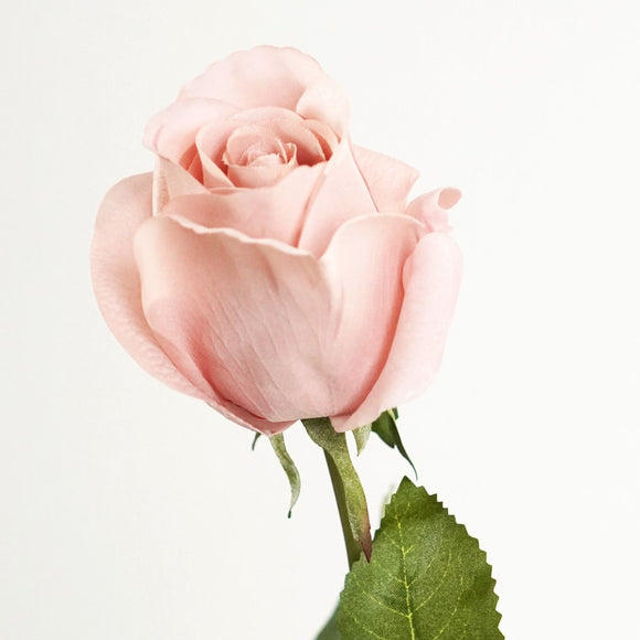 PIXIE ROSE LONG STEM - CHAMPAGNE