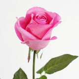 PIXIE ROSE LONG STEM - HOT PINK
