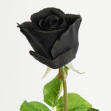 Pixie Black Natural Touch Artificial Rose Stem 45cm