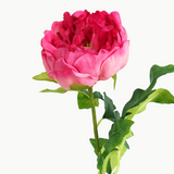 PEONY BARTZELLA STEM - PINK