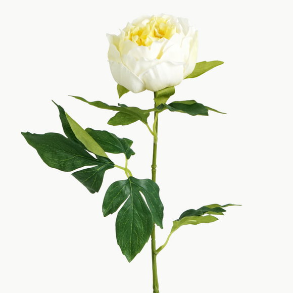 PEONY BARTZELLA STEM - BLOOMING WHITE