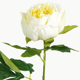 PEONY BARTZELLA STEM - BLOOMING WHITE