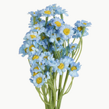 GARDEN DAISIES - BLUE