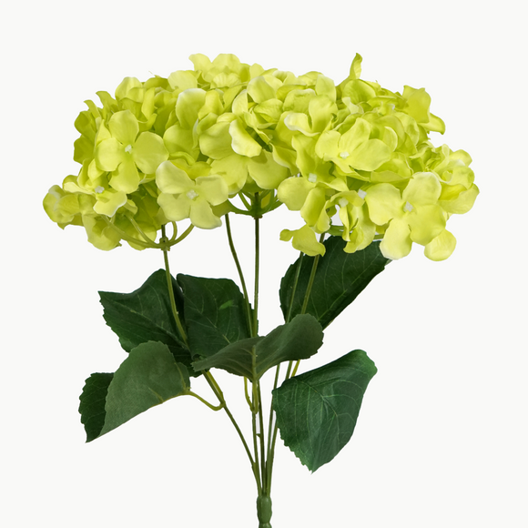 HYDRANGEA BUNCH - NATURAL GREEN