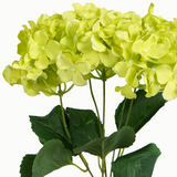 HYDRANGEA BUNCH - NATURAL GREEN