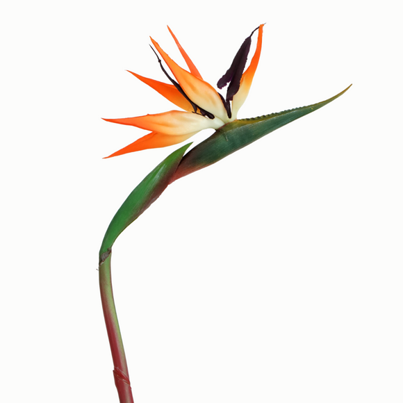 BIRDS OF PARADISE STEM