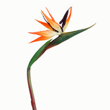 BIRDS OF PARADISE STEM