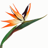 BIRDS OF PARADISE STEM