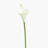 CALLA LILY - BLOOMING TUBE