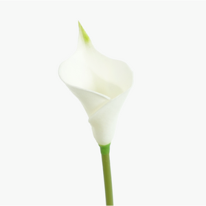 CALLA LILY - BLOOMING TUBE