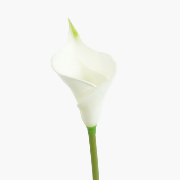 CALLA LILY - BLOOMING TUBE