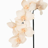 Orchid Phalaenopsis 7 Flower Stem Peach Natural Touch 65cm