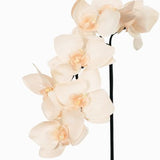 Orchid Phalaenopsis 7 Flower Stem Peach Natural Touch 65cm