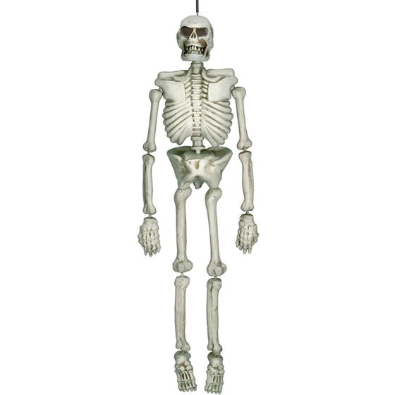 Life size Hanging Skeleton
